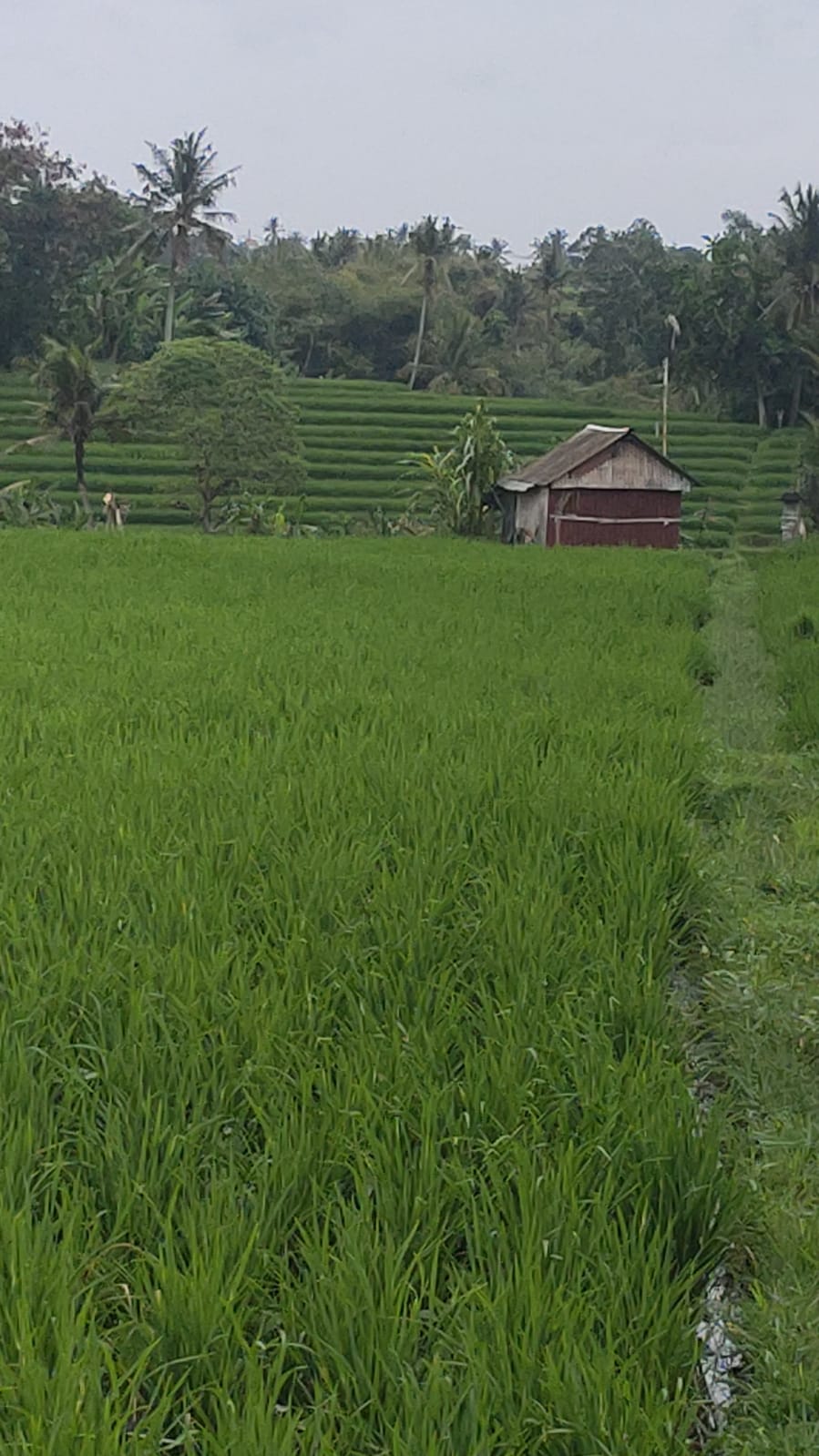 Rumah dijual di Kutat Lestari Sanur