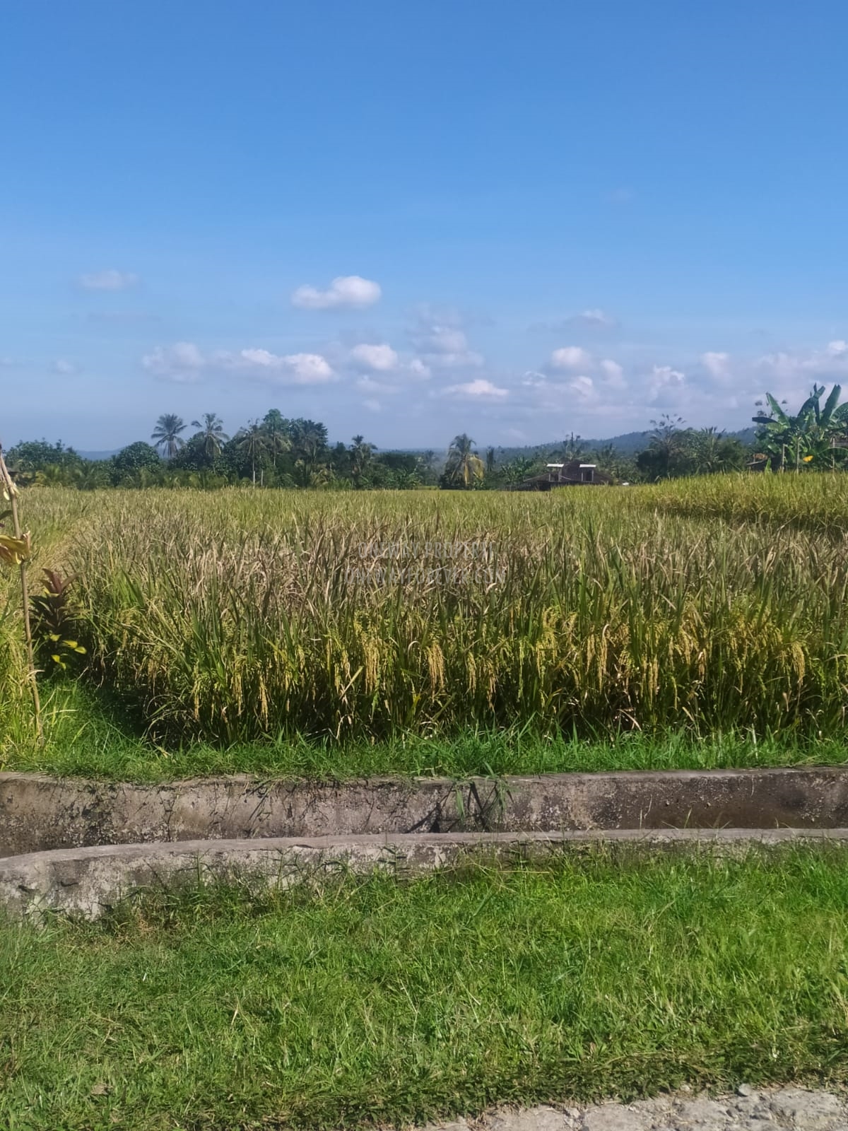 Tanah dijual di Penebel Tabanan